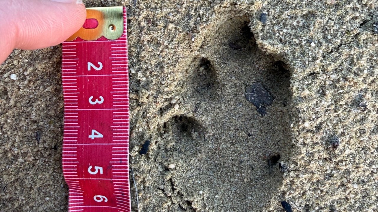 Vorschau Bild des Kurses Fährtenlesen für Einsteiger - Tracking Club - Tiere und ihre Spuren im Verlauf des Jahres