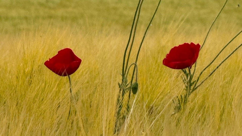Vorschau Bild des Kurses Wildnis trifft Yoga