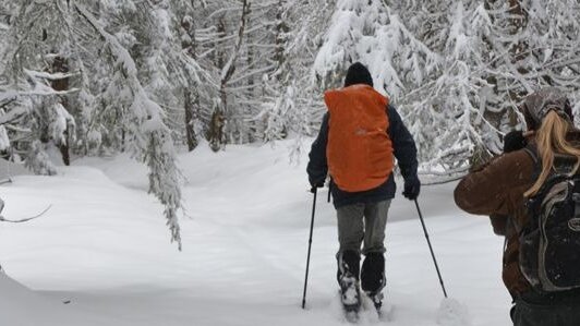 Vorschau Bild des Kurses Spuren im Schnee - Wildlife Monitoring, Slowakei