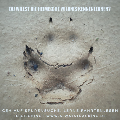 Vorschau Bild des Kurses Spuren schnuppern - Schnupperkurs Spurenlesen