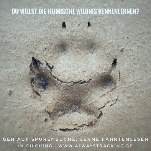 Vorschau Bild des Kurses Spuren schnuppern - Schnupperkurs Spurenlesen