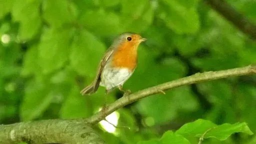 Preview image of class Vogelsprache - Altes Vogelwissen