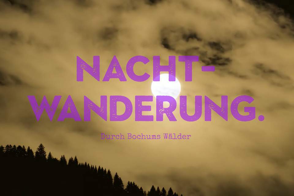 Vorschau Bild des Kurses Nachtwanderung im Wald