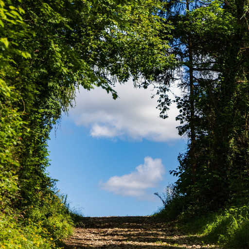 Vorschau Bild des Kurses Kräuter und Heilpflanzen Ausbildung Basis