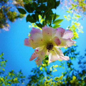 Vorschau Bild des Kurses Am Ursprung der Bachblüten