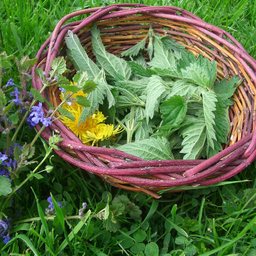 Vorschau Bild des Kurses KräuterKreis - Mit Wildpflanzen durchs Jahr