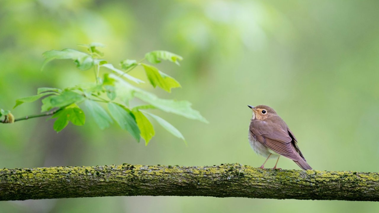 Vorschau Bild des Kurses Pirschen lernen - was Dir die Vögel verraten