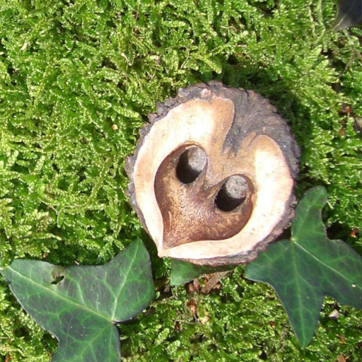 Bild von Wildnis Im Herzen