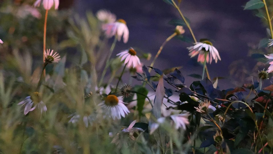 Vorschau Bild des Kurses Heilen mit Pflanzenkraft II