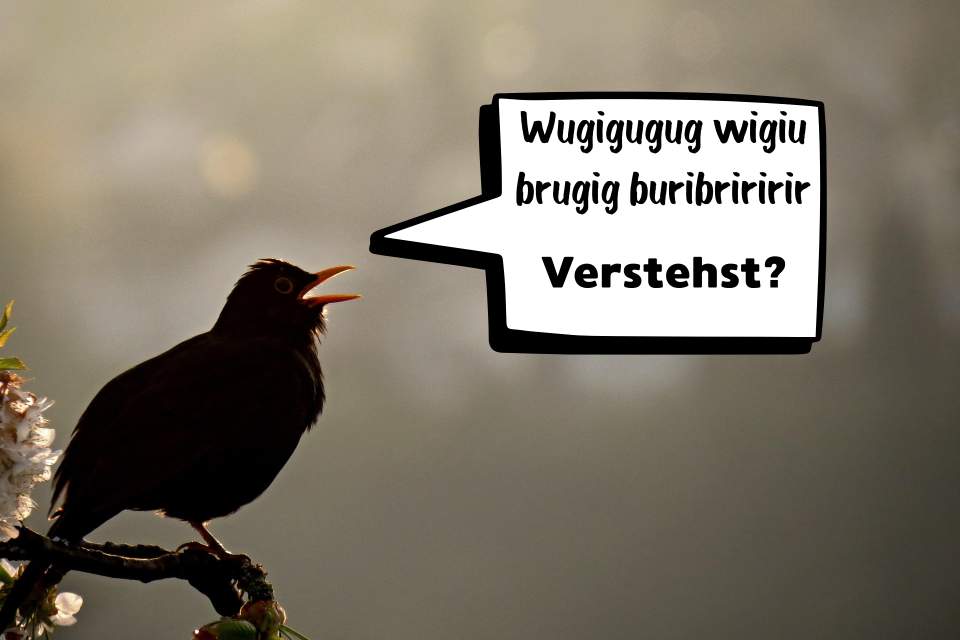 Vorschau Bild des Kurses Vogelsprache Onlinekurs