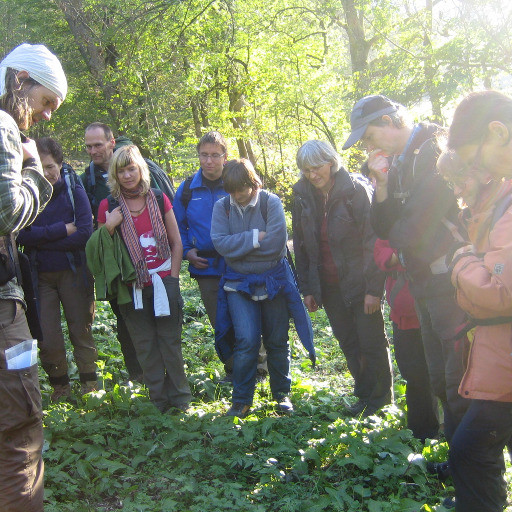 Vorschau Bild des Kurses Essbare Wildpflanzen
