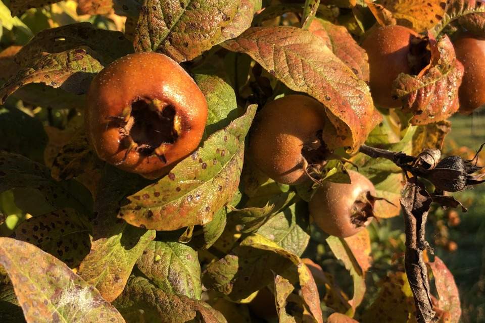Vorschau Bild des Kurses Wald- und Wiesenapotheke Teil III