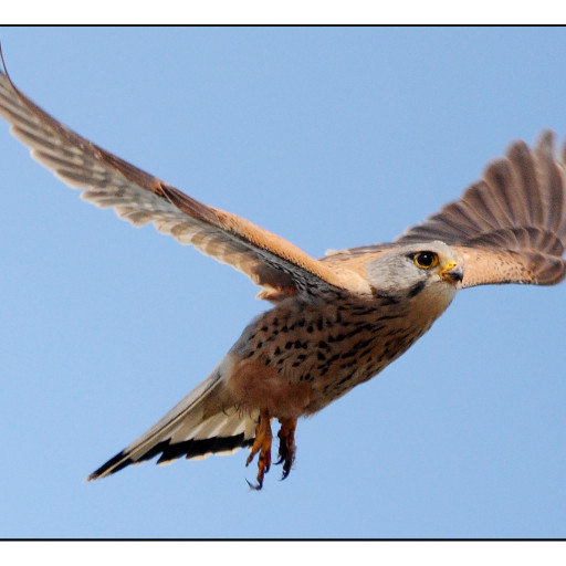 Vorschau Bild des Kurses Stimmen der Wildnis