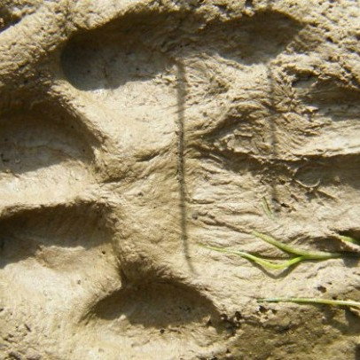 Vorschau Bild des Kurses Spurenlesen und Geschichten erzählen