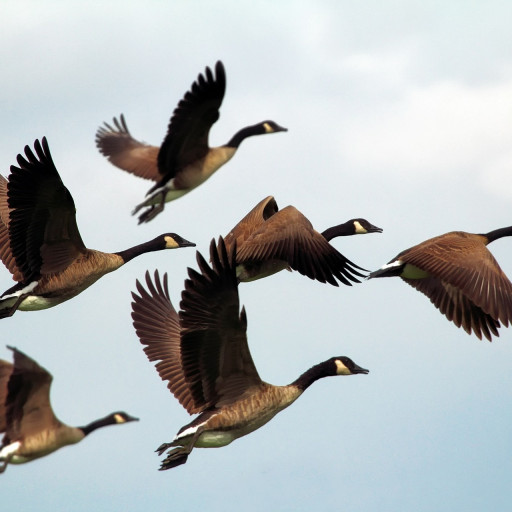Vorschau Bild des Kurses Ausbildung:  The Way Of Leading -  Stärke Deine Führungskraft