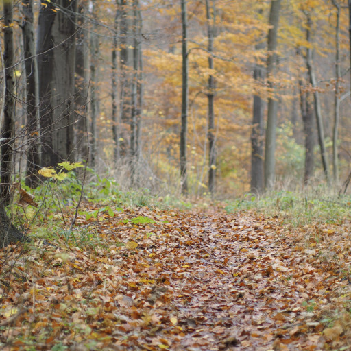 Vorschau Bild des Kurses Fährtenlesen - Basis mit Kevin Hildebrandt