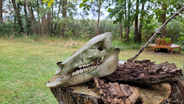 Vorschau Bild des Kurses Wildnispädagogik I Weiterbildung (Bildungszeit anerkannt)