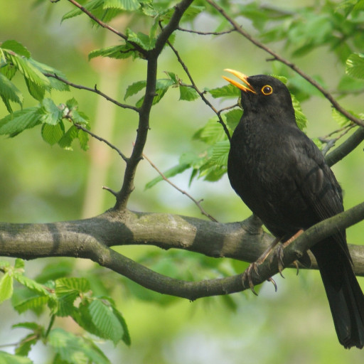 Vorschau Bild des Kurses ACHTSAMKEIT & VOGELSPRACHE
