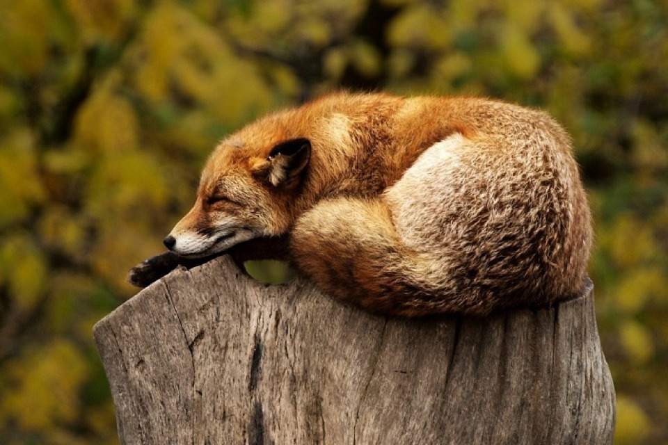 Vorschau Bild des Kurses Wildnispädagogik Ausbildung Lehrer