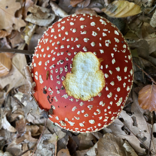 Bild des Team Mitglieds Robert Wojtas