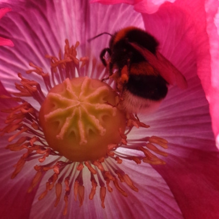 Vorschau Bild des Kurses Heilen mit Pflanzenkraft