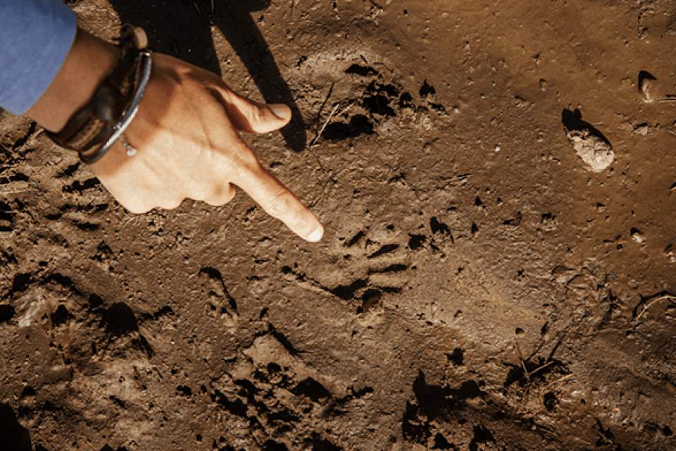 Vorschau Bild des Kurses FÄHRTENLESEN MENTORING 1