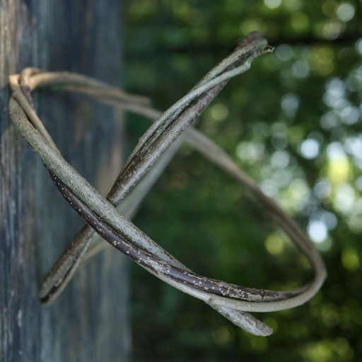 Vorschau Bild des Kurses Fortgeschrittenenkurs "Leben in der Wildnis"