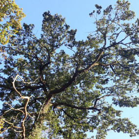 Vorschau Bild des Kurses Waldbaden in Leipzig für Unternehmen und Gruppen