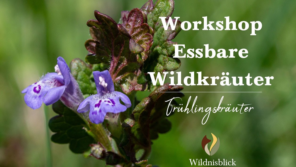 Vorschau Bild des Kurses Wildkräuter-Workshop auf Burg Satzvey - Frühlingskräuter