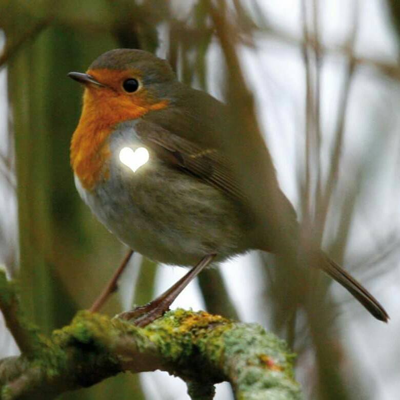 Logo der Wildnisschule Wild Sprouts