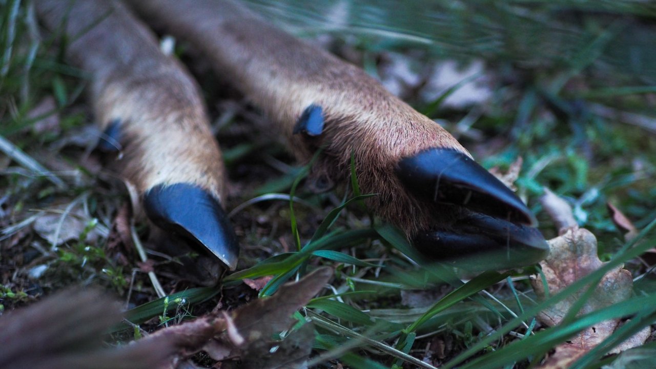 Vorschau Bild des Kurses Jagd-Schnupper-Woche - Jagd erleben