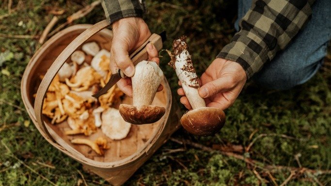 Vorschau Bild des Kurses Eine geführte Pilzwanderung in Leipzig