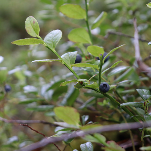 Vorschau Bild des Kurses Schwedencamp