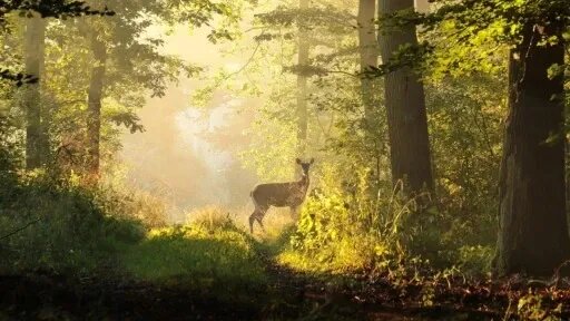 Vorschau Bild des Kurses Informationsabend Wildnispädagogik
