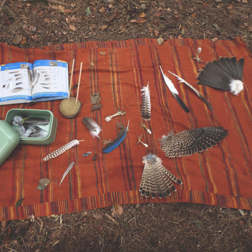 Vorschau Bild des Kurses Die Sprache der gefiederten Freunde