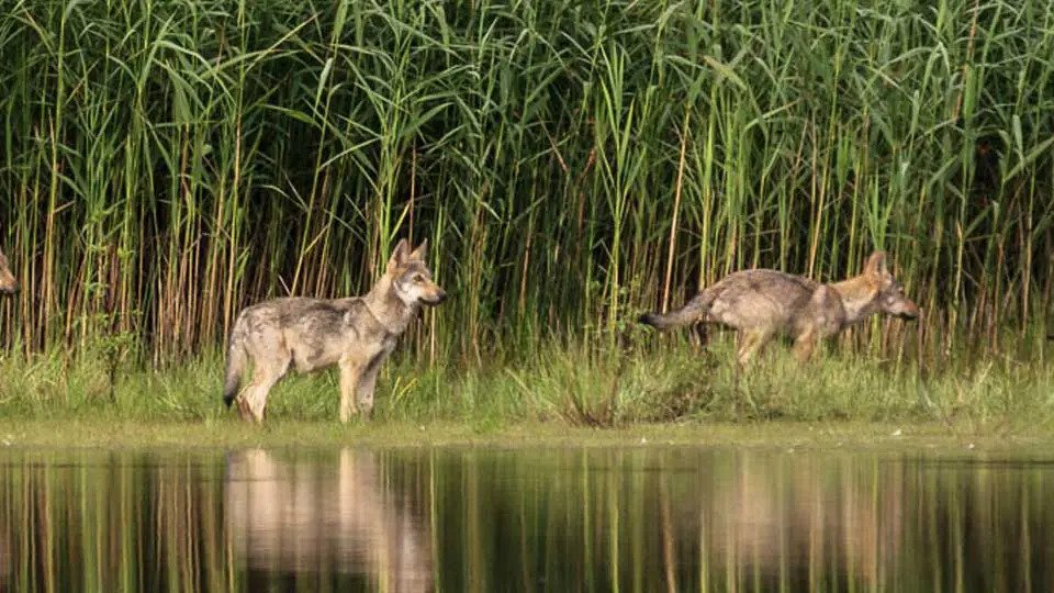 Vorschau Bild des Kurses Into the Silence - The native Way of Tracking Wolves