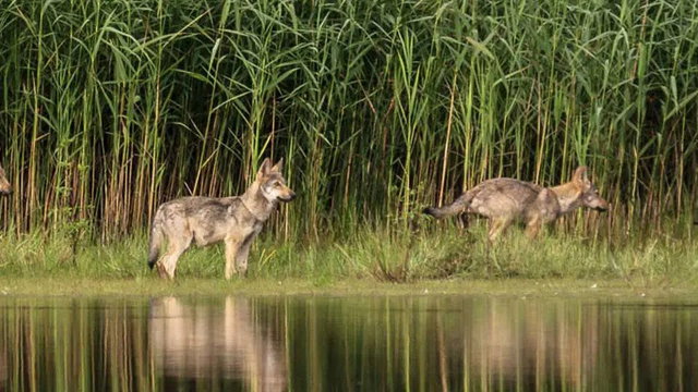 Preview image of class Into the Silence - The native Way of Tracking Wolves