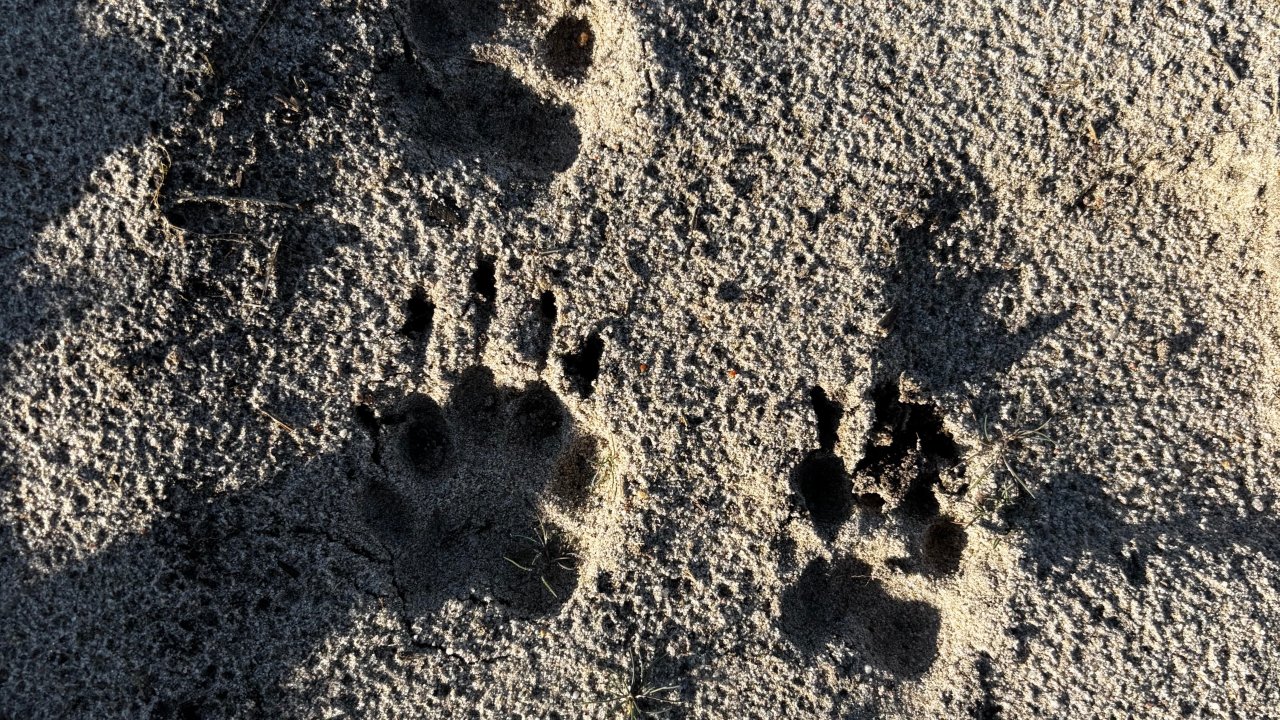 Vorschau Bild des Kurses Die Sprache der Spuren - Fährtenlesen in der Wildnis