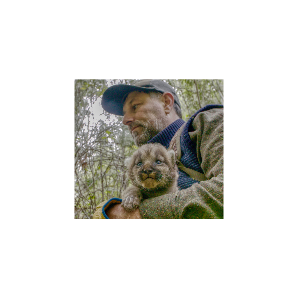 Logo der Wildnisschule Animal Tracking – Mountain Lions – Mark Elbroch