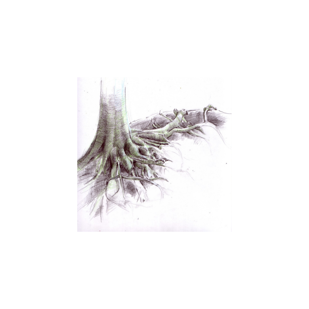 Bild von Back to the roots - Natur- und Wildnisschule
