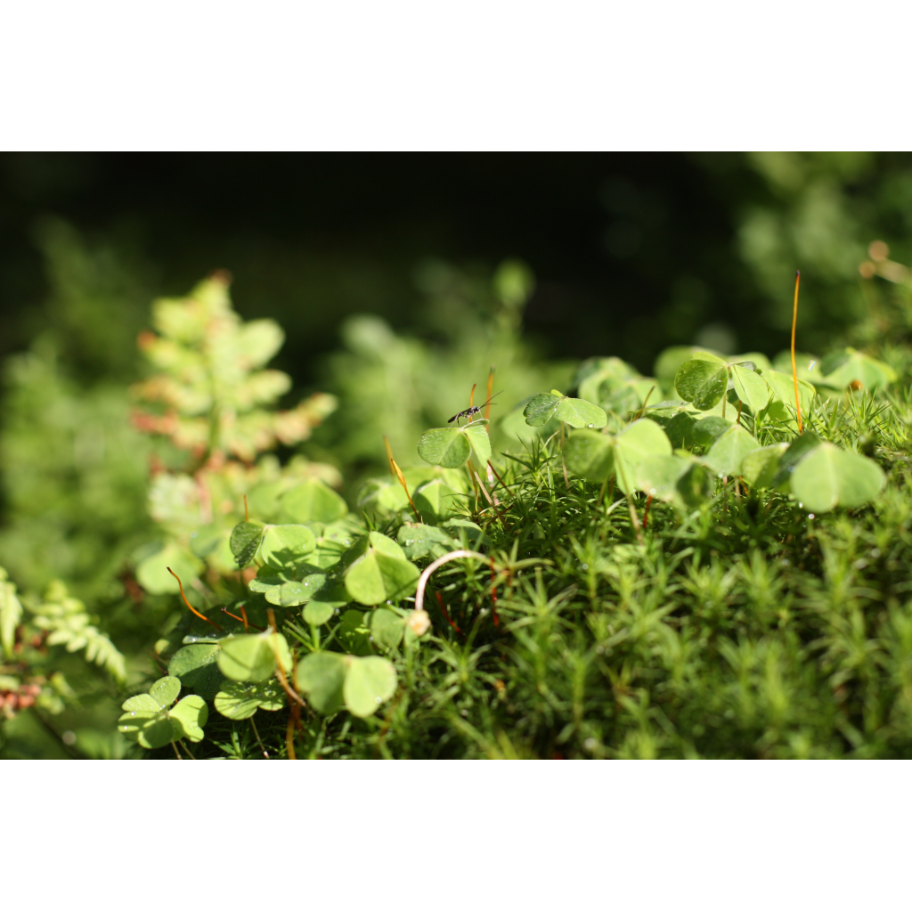 Bild von naturally equal